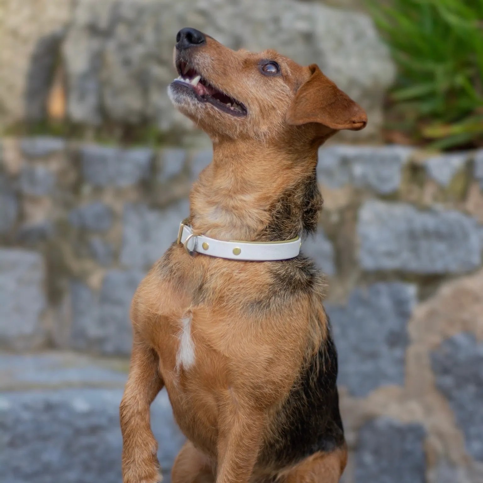 Olivia Dog Collar Walk Set