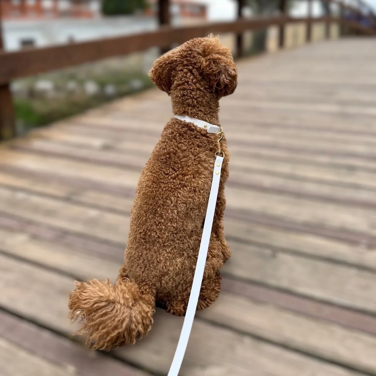 Olivia Dog Collar Walk Set