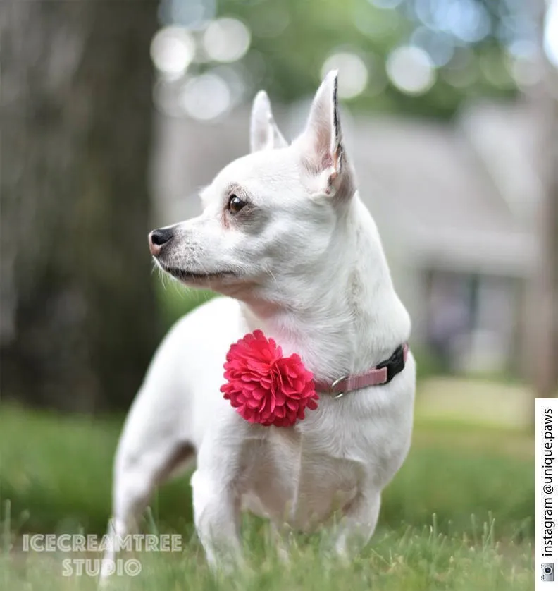 PomPom Peach Bloom Collar Slide On - Small Flower Collar Accessory